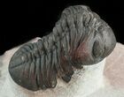 Reddish Barrandeops Trilobite #46716-2